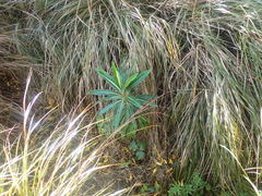 Euphorbia mellifera