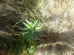 Euphorbia mellifera