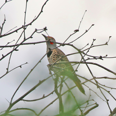 Colaptes