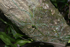 Taeniophyllum