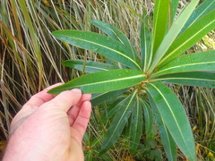Euphorbia mellifera