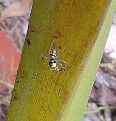 Phintella vittata