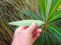 Euphorbia mellifera