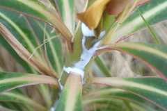 Euphorbia mellifera