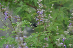 Vitex negundo heterophylla