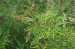 Vitex negundo heterophylla