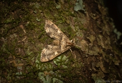 Nacoleia glageropa