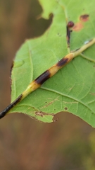 Polystepha americana