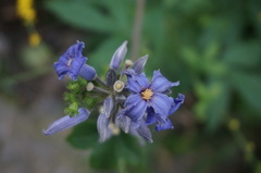Clematis heracleifolia