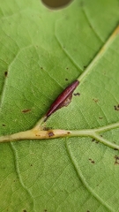 Polystepha americana