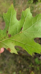 Polystepha americana