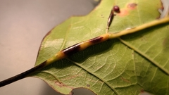 Polystepha americana