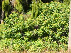 Euphorbia mellifera