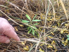 Euphorbia mellifera