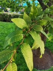 Nothofagus alpina