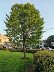 Nothofagus alpina