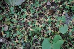 Selaginella sinensis