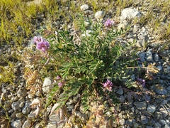 Astragalus lotiflorus