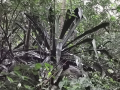 Furcraea guerrerensis