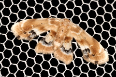 Holocryptis phasianura