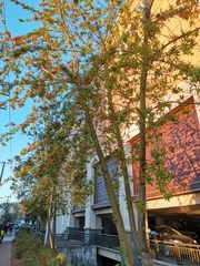 Embothrium coccineum