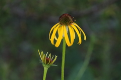Echinacea paradoxa paradoxa
