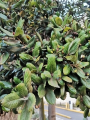 Eucryphia cordifolia