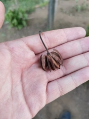 Eucryphia cordifolia