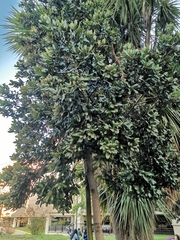 Eucryphia cordifolia