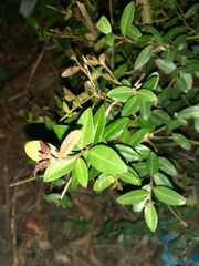 Ilex vomitoria image