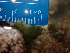 Sacoproteus smaragdinus