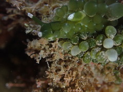 Sacoproteus smaragdinus