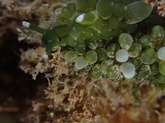 Sacoproteus smaragdinus