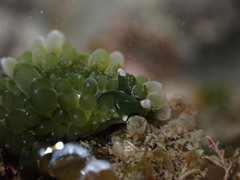 Sacoproteus smaragdinus