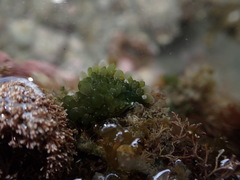 Sacoproteus smaragdinus