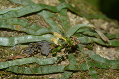 Taeniophyllum