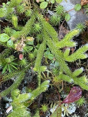 Lycopodium lagopus