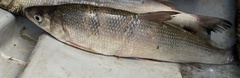 Coregonus clupeaformis