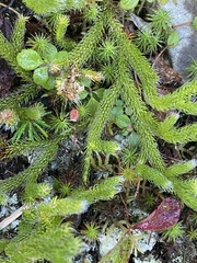 Lycopodium lagopus