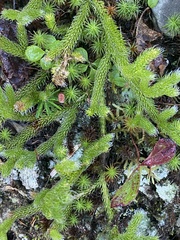 Lycopodium lagopus