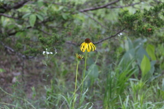 Echinacea paradoxa paradoxa