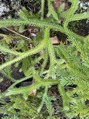 Lycopodium lagopus