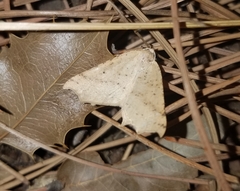 Prochoerodes truxaliata