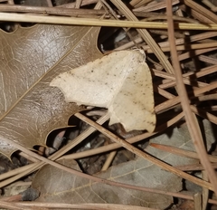 Prochoerodes truxaliata