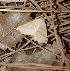 Prochoerodes truxaliata