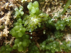 Sacoproteus smaragdinus