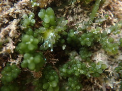 Sacoproteus smaragdinus