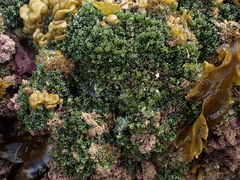 Sacoproteus smaragdinus