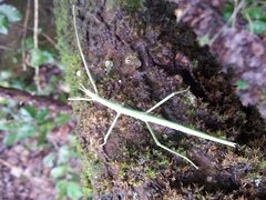 Bacillidae