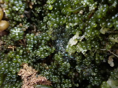 Sacoproteus smaragdinus